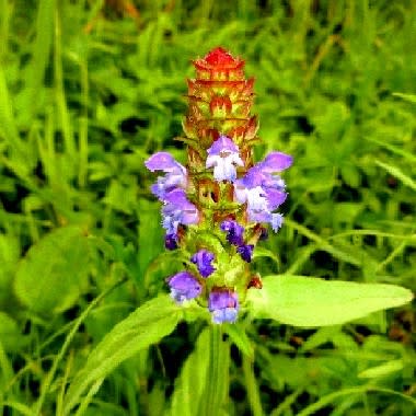 散歩中に出合った野草花 ウツボグサ アキノタムラソウ他 花と徒然なるままに