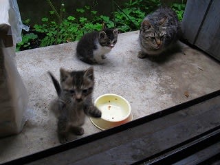 イメージ 4