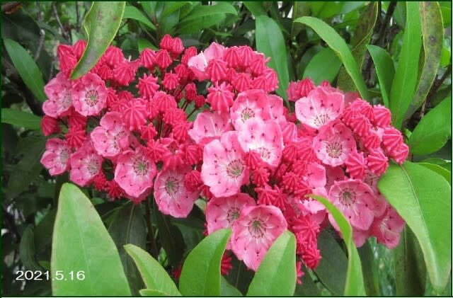 kalmia ¨̮ レアな植物♡様専用 【お取り寄せ】 52%割引