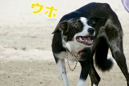 bordercollie_ボーダーコリー