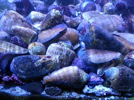 海水マガキ貝 熱帯魚店モンスターアクアリウム 川口店 買取販売情報