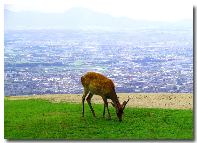 若草山の鹿に会いにゆく 見て知って関西