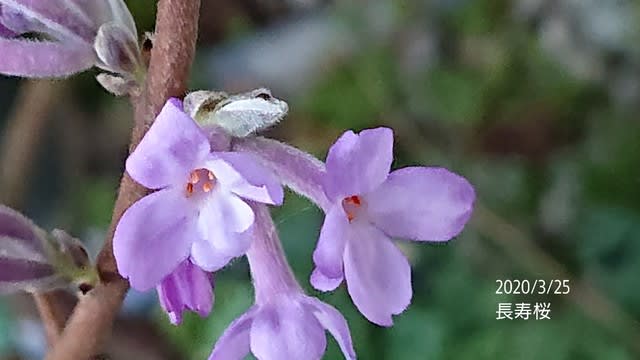 長寿桜とその下のヒメウズそして長寿梅 同じ長寿がついても科は違う科の子達です 私のお庭