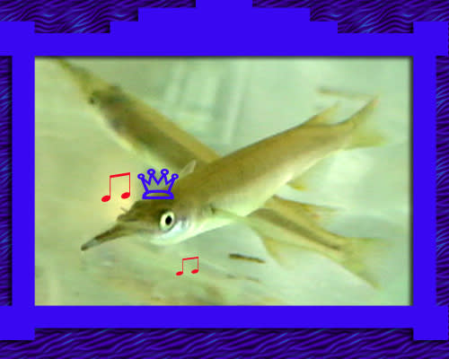 サヨリ科です 毎日がレインボー サヨリ科です 毎日がレインボー