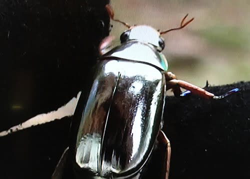 コガネムシ 虫愛でる主婦の日記