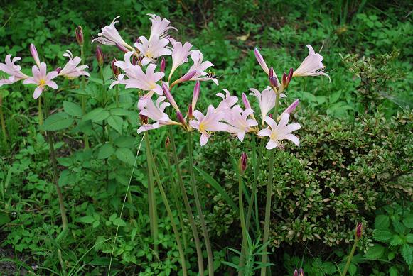 ハミズハナミズ：月遅れのお盆の頃に咲く花 かわ遊び・やま遊び雑記