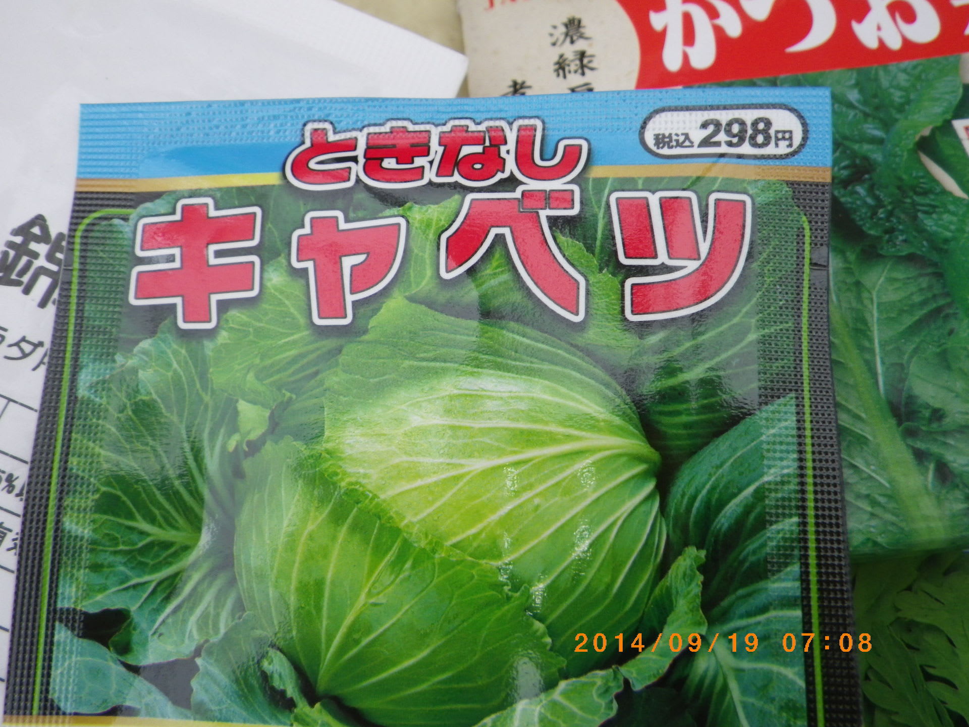 年越しキャベツの種まき 畑 野菜の記録