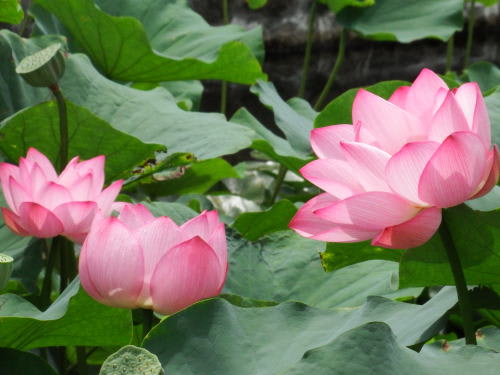 松本城の蓮の花