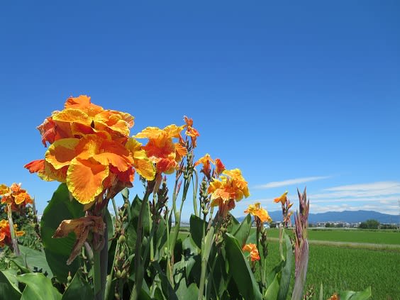 真夏に映えるオレンジ色の花 行雲流水 季節の花とともに