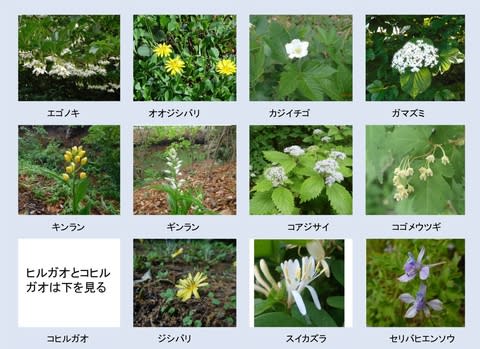 5月の花 玉川上水 花マップ