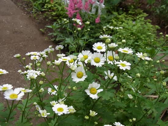 フランス小菊 つれづれ 2