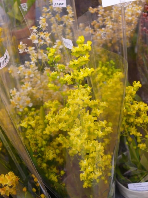 岩手蘭友会の洋ラン オンシジウム ケイロフォルム 19年11月29日 金 Peaの植物図鑑 岩手蘭友会の洋ラン オンシジウム ケイロフォルム 19年11月29日 金 Peaの植物図鑑