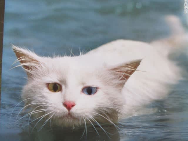 泳ぐ猫 プーのひとりごと 泳ぐ猫 プーのひとりごと