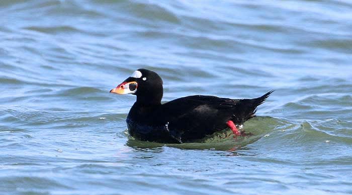今年もやって来たアラナミキンクロ よっちのバードフォト