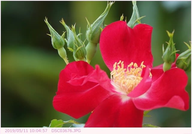 ドルトムント ツルバラ 赤い花 庭の花 都内散歩 散歩と写真