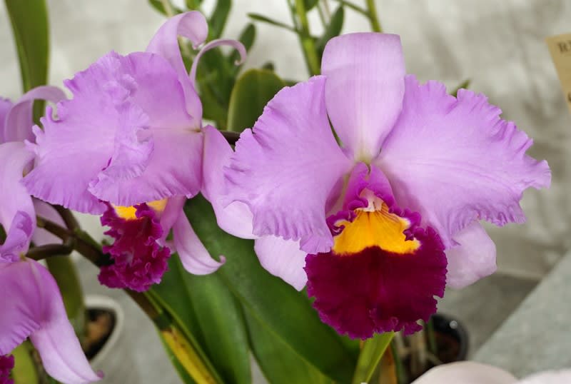 C. Irene Finney'York'画像集 - カトログ !! ~ カトレヤ交配種 C. Irene Finney'York'画像集 - カトログ !! ~ カトレヤ交配種