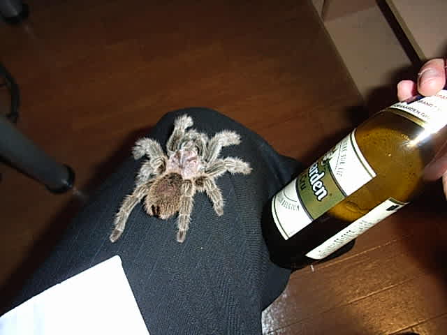 輝けぼくらのローズヘアー Elevenses Laboratory 輝けぼくらのローズヘアー Elevenses Laboratory