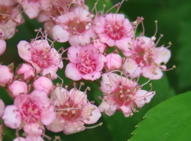 高ボッチ高原・鉢伏山で最近咲いている花　シモツケ（下野）