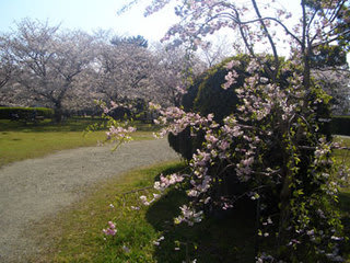 温山荘の桜