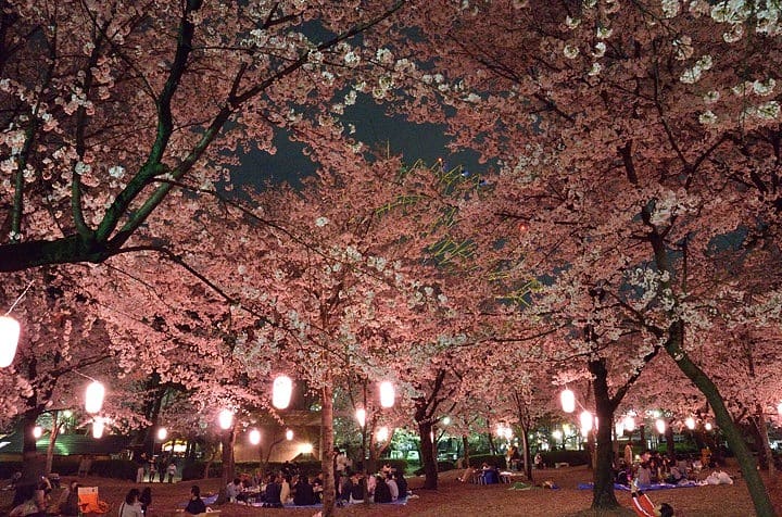華蔵寺公園の夜桜 ひょこひょこ散歩みち