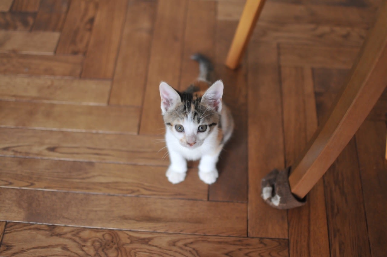 子猫の名前 Sigh Of Relief 子猫の名前 Sigh Of Relief