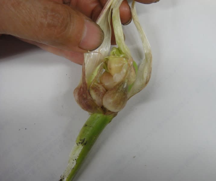 ニンニク12 珠芽 むかご を植えてみたら 採集生活