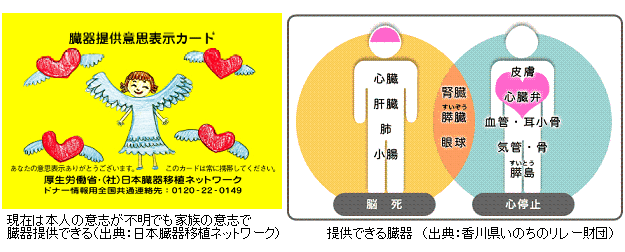 臓器移植法 改正後初 脳死 家族承諾のみで臓器移植 Yes We Love Science