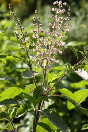 ホーリーバジル クリシュナトゥルーシーの花 庭物語 ホーリーバジル クリシュナトゥルーシーの花 庭物語