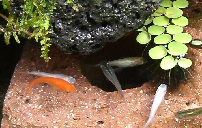 メダカが集まるレンガ穴と浮き草 サルビニアククラータ 睡蓮の千夜一夜