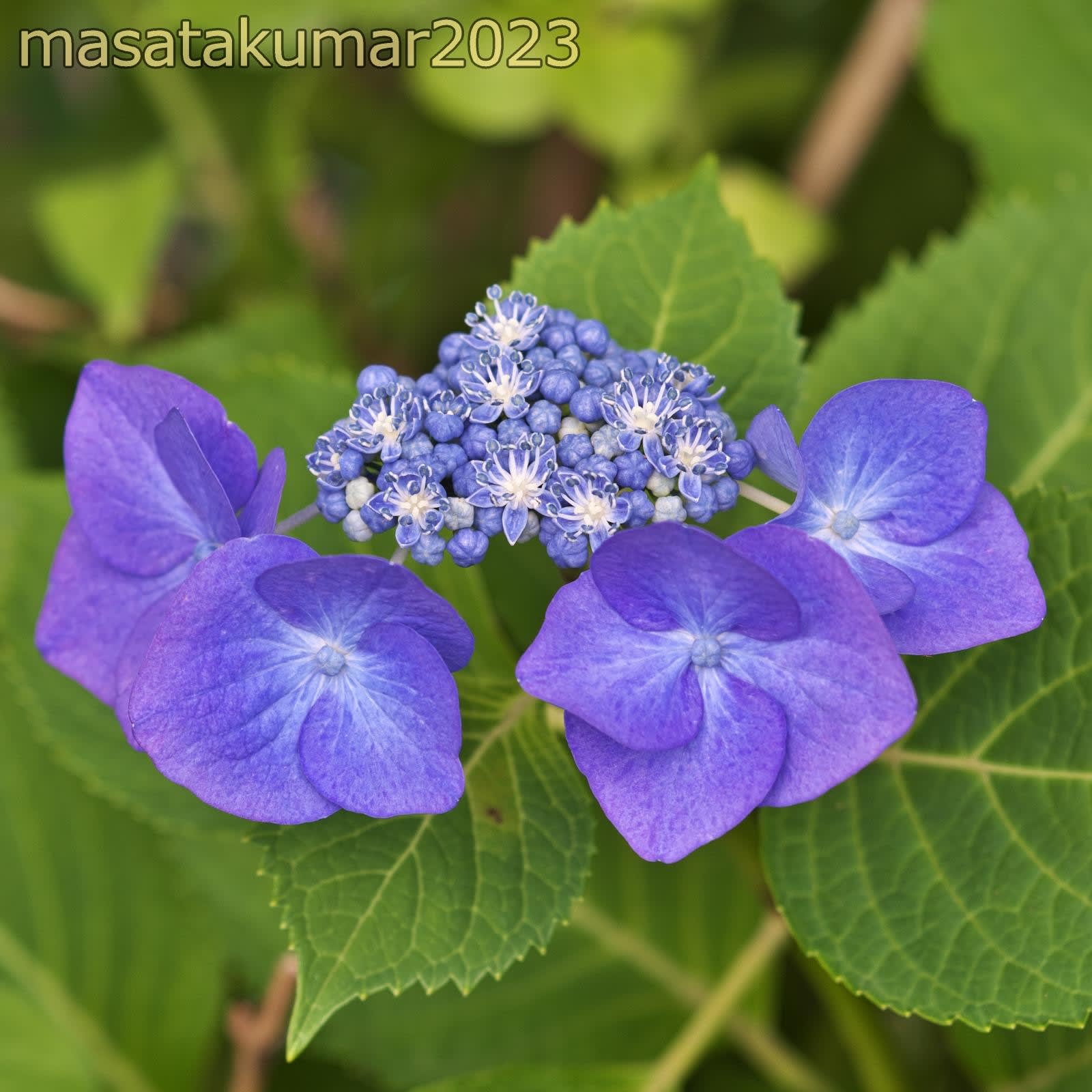 SMC Macro Takumar 100mmF4 - あるいて・みつける SMC Macro Takumar 100mmF4 - あるいて・みつける