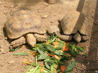 亀の大食い&豚が眠ってます