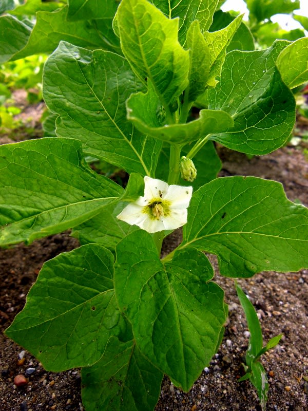 ホウズキ 鬼灯 の花 里山の花