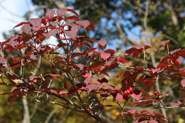 てん 秋の紅葉や赤い実が美しい オトコヨウゾメ 465 樹高1.8m位 秋の紅葉や赤い実が美しい オトコヨウゾメ 465 樹高1.8m位
