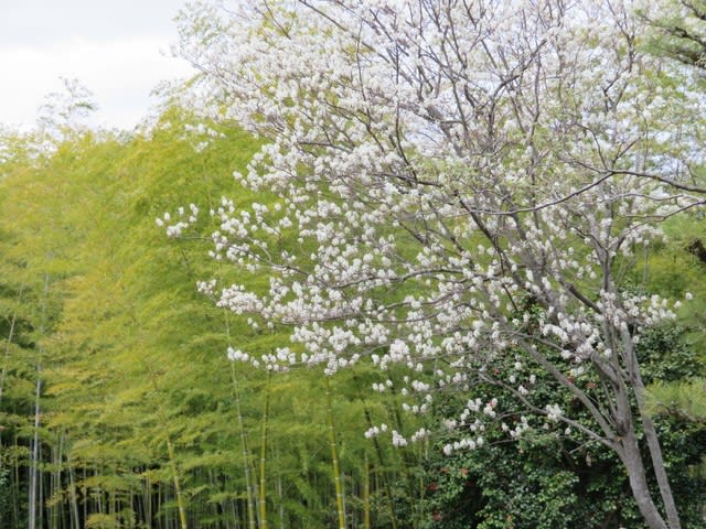04 10 ザイフリボク満開の日本庭園 四季の花々と風景