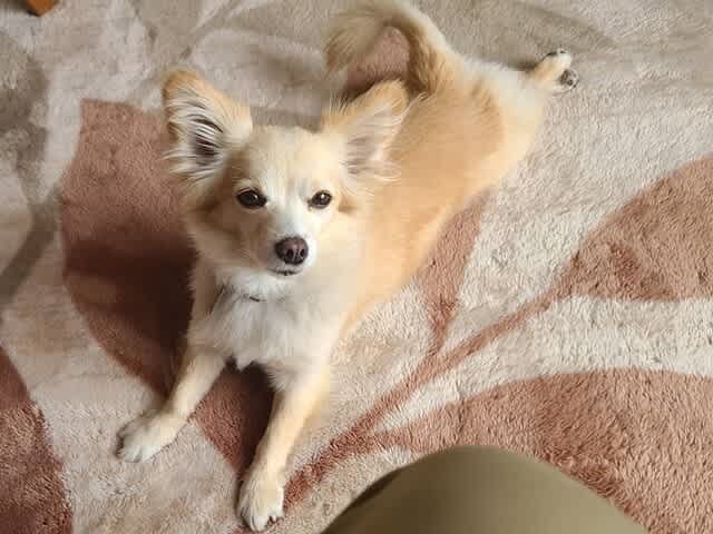 寝るのは極楽 愛犬まるのつぶやき日記