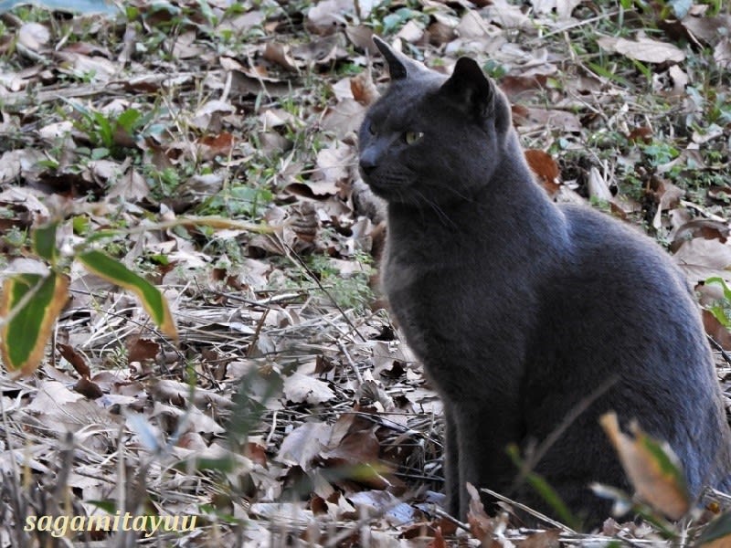 県立座間谷戸山公園 の 水鳥の池 で逢った一匹の 猫 相模太夫の旅録 Tabi Log