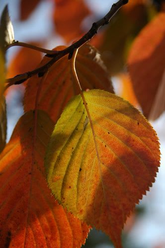 koyo0058.jpg: 桜の紅葉