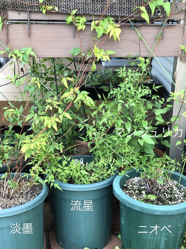 クレマチス鉢の配置換えと誘引 リネンマスク新色 雑木と宿根草とクレマチスの小さな庭づくり