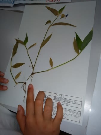 多摩川の草花で標本作り 夏休みの自由研究にぴったり 多摩川自然情報館解説員ブログ