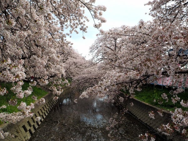 五条川 岩倉桜まつり16 1 愛知県岩倉市 水早 Mizuha 神社と写真と一人旅