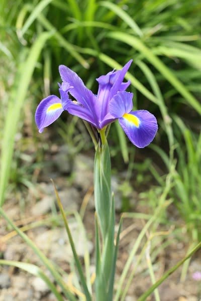 ダッチアイリス 虹の女神のいわれを持つアヤメ科の花は５月１６日の誕生花 Aiグッチ のつぶやき