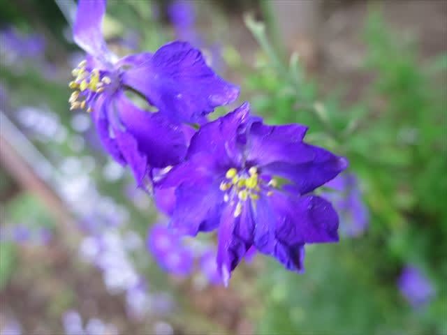 この花は何だろう zechoesの旅 この花は何だろう zechoesの旅