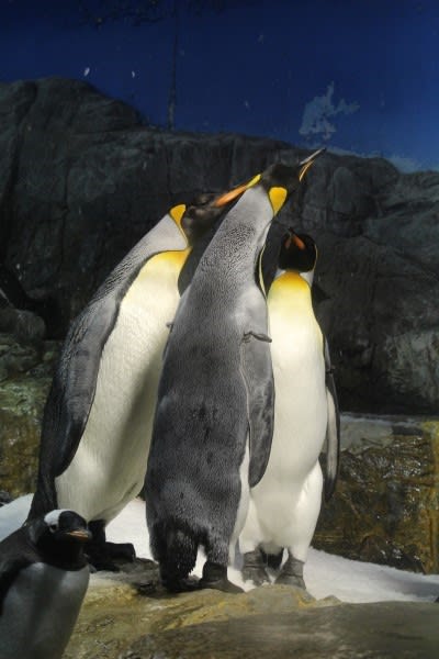 王様ペンギン行動観察１ ペンギン音頭