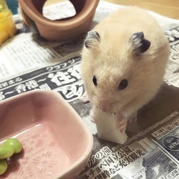 枝豆ときたらビールでちゅ