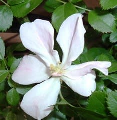 ピンクの一重の薔薇です