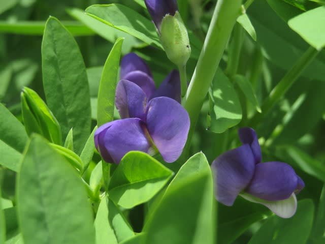 マメ科には珍しく大きな紫色の花が咲く「ムラサキセンダイハギ」(20