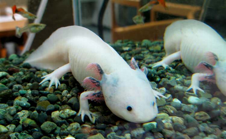 水の森4 ウーパールーパー 昆布が美味い