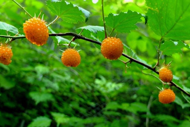 山野草　キイチゴ　木苺　ハスノハイチゴ　奈良県産 山野草 キイチゴ 木苺 ハスノハイチゴ 奈良県産 新品】36 山野草