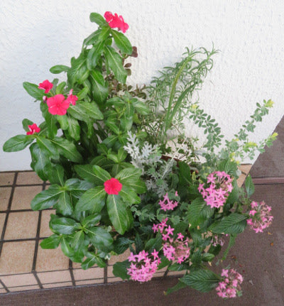 寄せ植え 花 真夏から秋までお花が続きます☆*:..。.: | www.hima.am