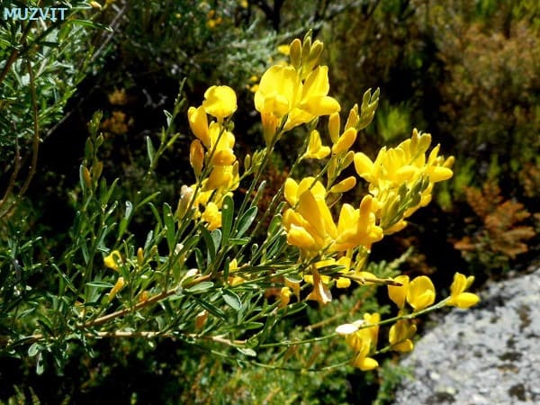 シチサス・スコパリウス Cytisus scoparius - The wild flowers of
